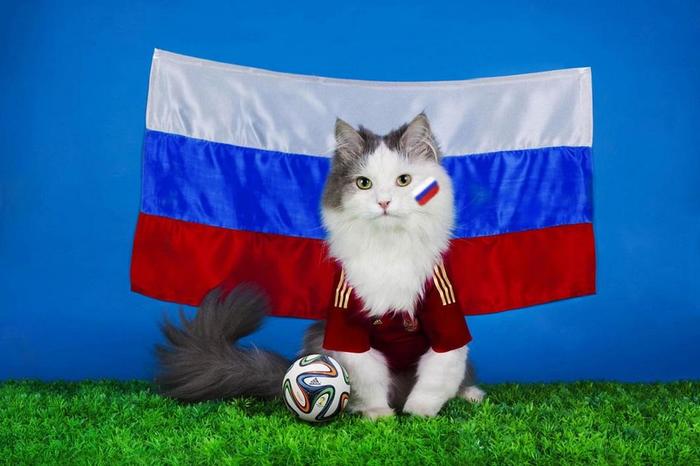 It is a holiday today! - My, Sport, Euro 2020, Football, Pele, Diego Maradona, Picture with text, cat, Longpost