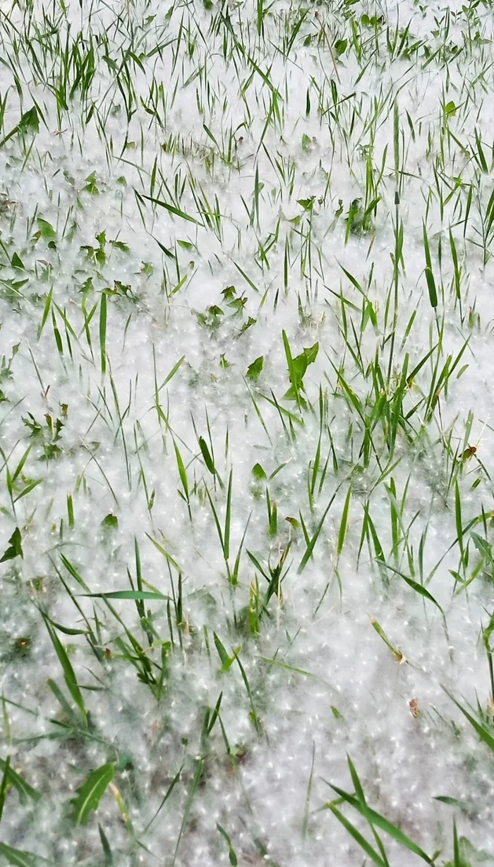 ... heat, June... - Chelyabinsk, Fluff, Summer, Longpost