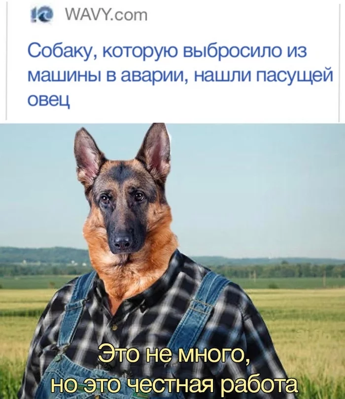 Good boy - Memes, Picture with text, Dog, Shepherd, Herding dogs