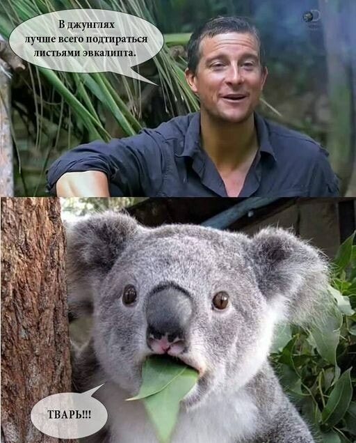 Suddenly - Humor, Images, Picture with text, Koala, Eucalyptus, Bear Grylls