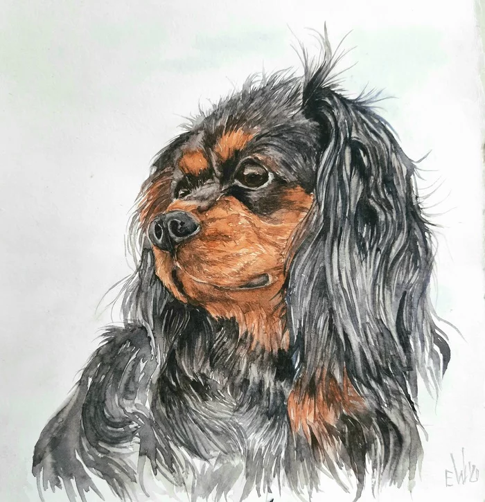 Spaniel watercolor - My, Watercolor, Portrait, Dog, Drawing