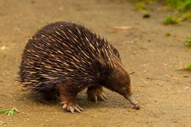 The echidna penis is one of the main mysteries of the animal world. - Animals, Nature, Echidna, Penis, Longpost