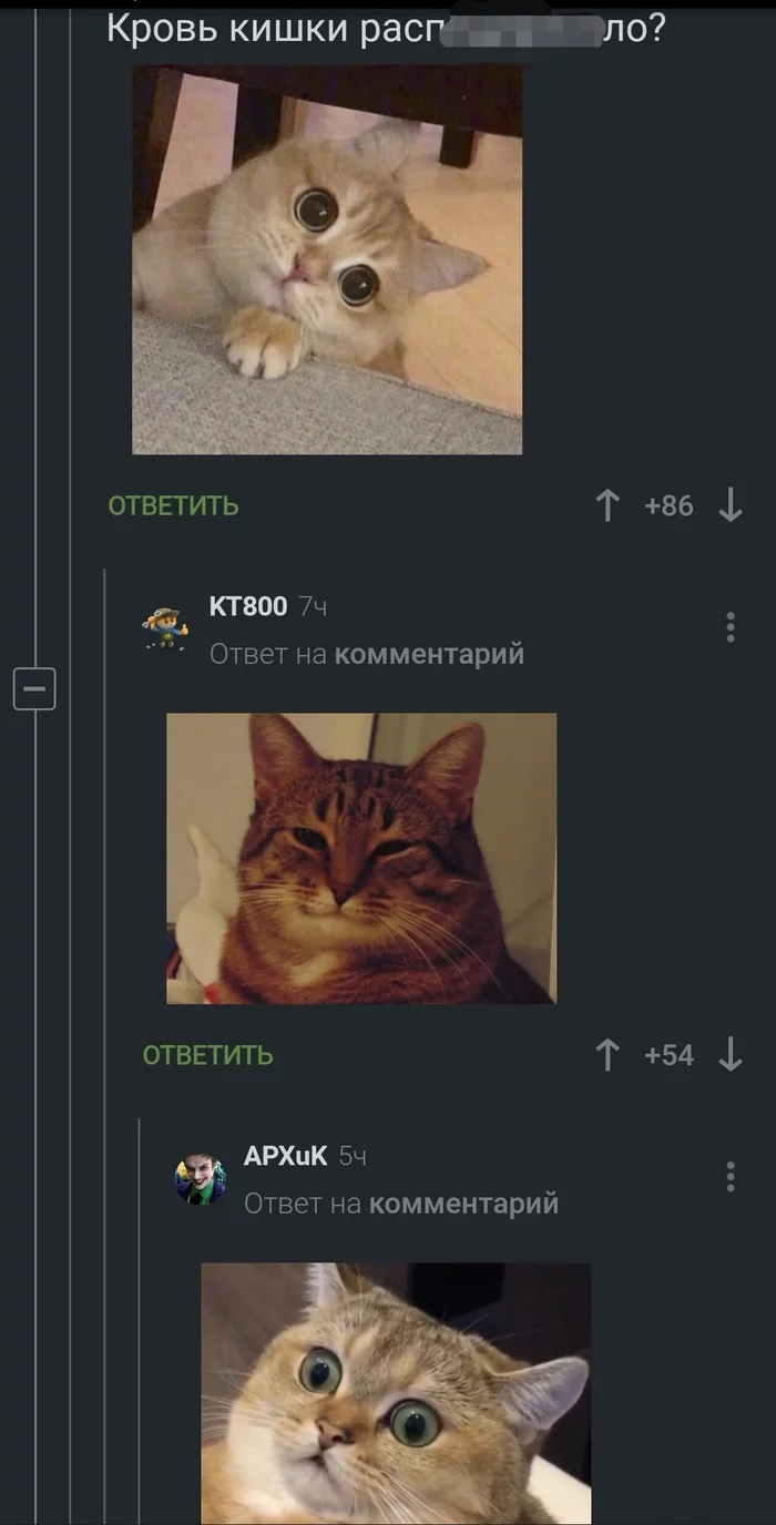 Reaction: choose yours) - cat, Memes, Screenshot, Reaction, Horror, Joy, Pleasure, Understanding cat, , Comments on Peekaboo