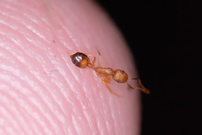 Фараонов муравей: 270 лет назад их нашли в гробнице, грызущими мумии. Теперь они расползлись по всему миру и захватывают дома Насекомые, Природа, Муравьи, Книга животных, Яндекс Дзен, Длиннопост