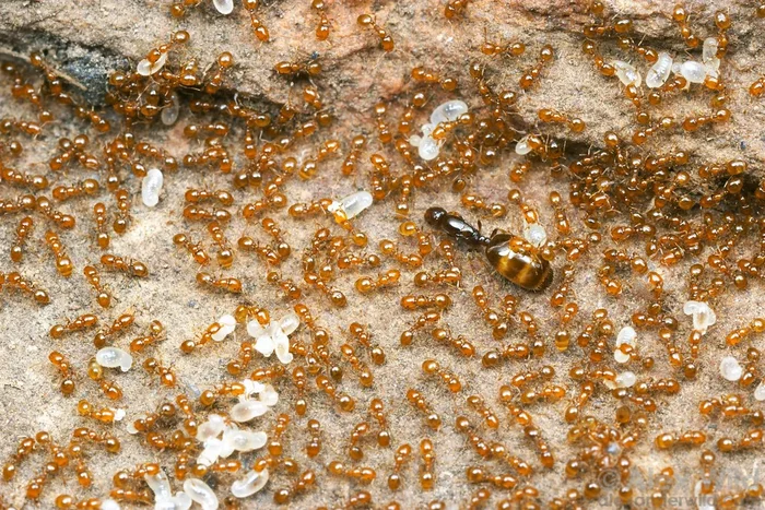 Фараонов муравей: 270 лет назад их нашли в гробнице, грызущими мумии. Теперь они расползлись по всему миру и захватывают дома Насекомые, Природа, Муравьи, Книга животных, Яндекс Дзен, Длиннопост