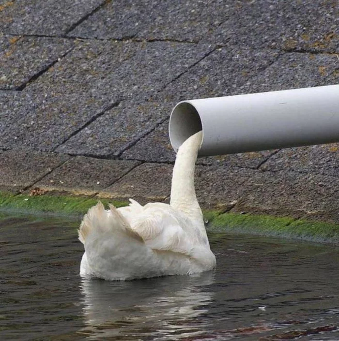 Swans do it too - Swans, Head, Pipe, Shove, The photo, Repeat