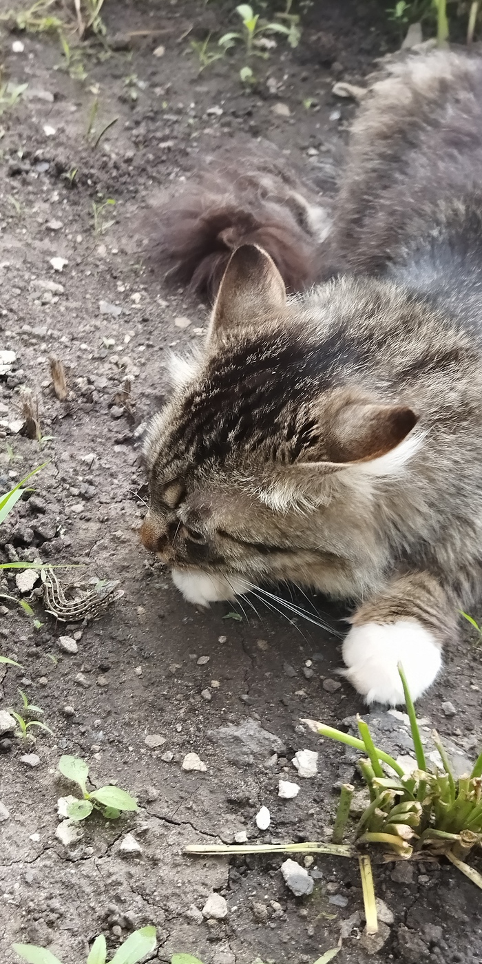 Никогда не сдавайся! Даже потеряв хвост