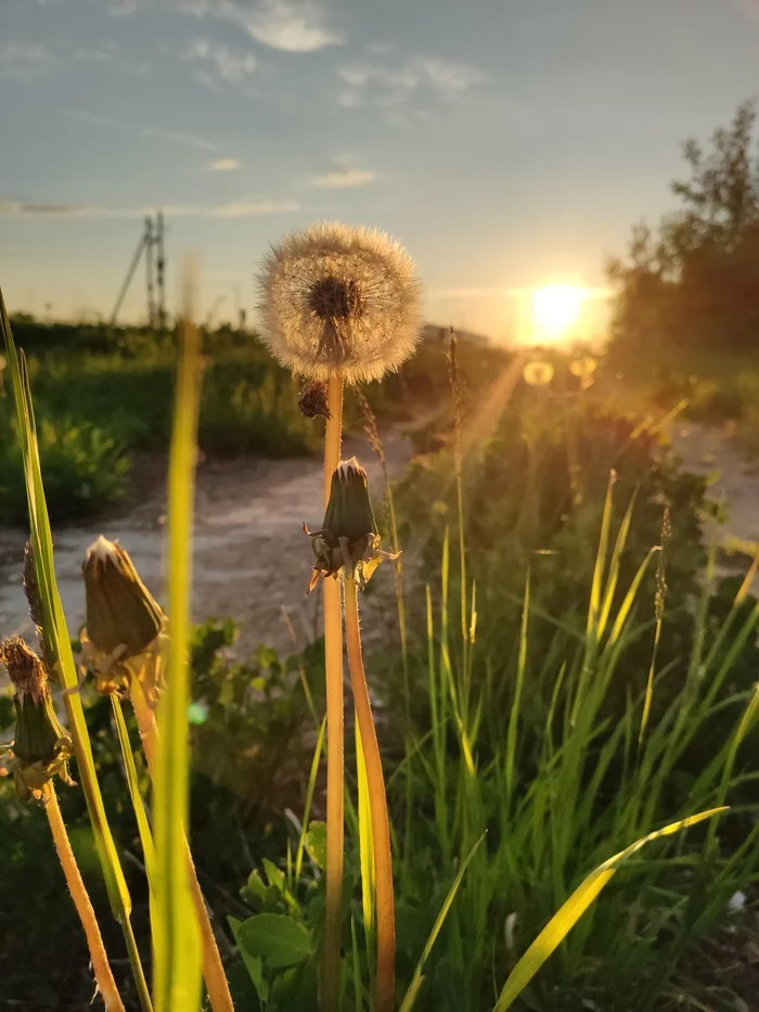 Summer evening - Mobile photography, My, Dandelion, Evening