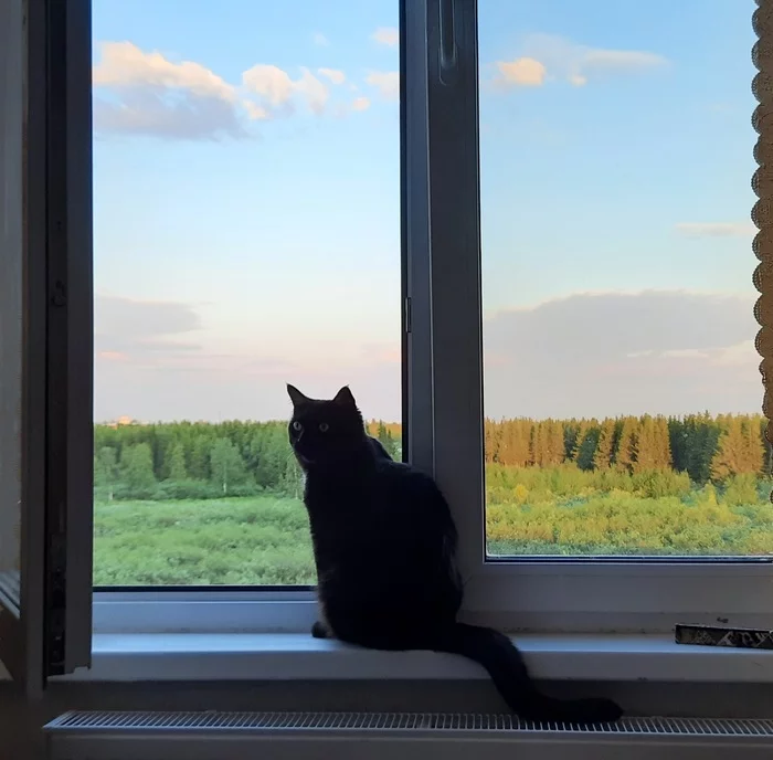Кто еще может похвастаться такими видами из окна?) - Окно, Кот, Красота природы, Природа, Дождь, Длиннопост