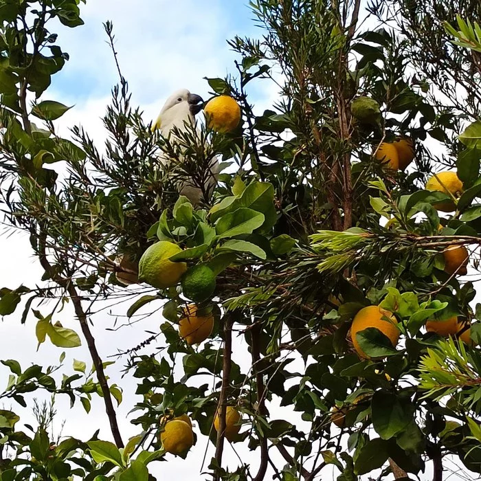 Cockatoos eat lemons - My, Cockatoo, Lemon, Nature