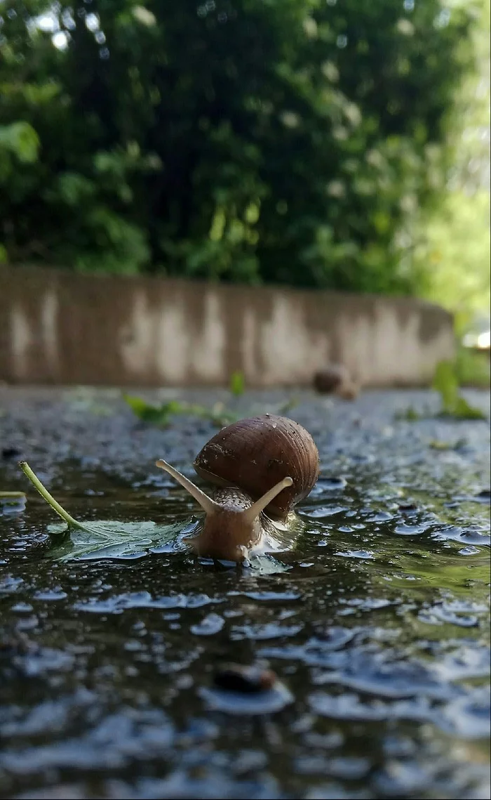 little snail - My, Snail, Photo on sneaker, Summer, After the rain