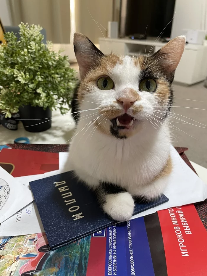 When a Diploma is Useful - My, cat, The photo, Tricolor cat, Diploma