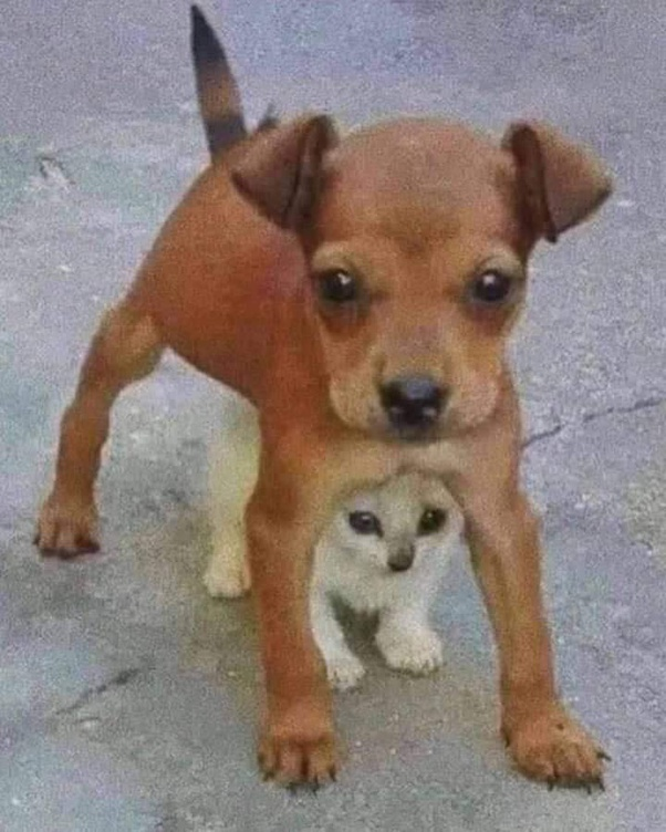 Puppy protecting his little friend - Cats and dogs together, cat, Dog, Friends, Protection, The photo, Milota