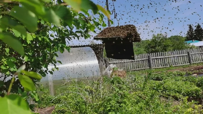 Beautiful and very, very angry swarm! - My, swarming, Bees, Apiary, Hive, Beekeeping, Video, Longpost