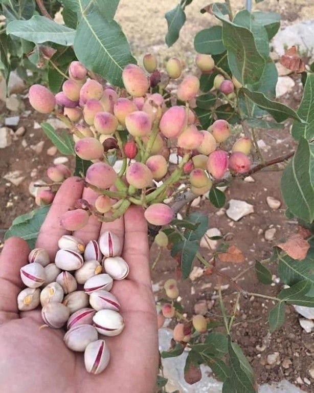 A bit of biology for beer - Biology, Pistachios, Longpost