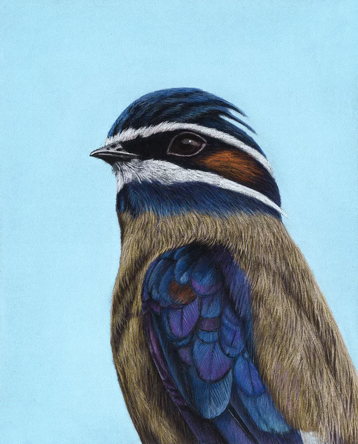 eared kleho - My, Drawing, Pastel, Birds, Animalistics, Swift, Talent