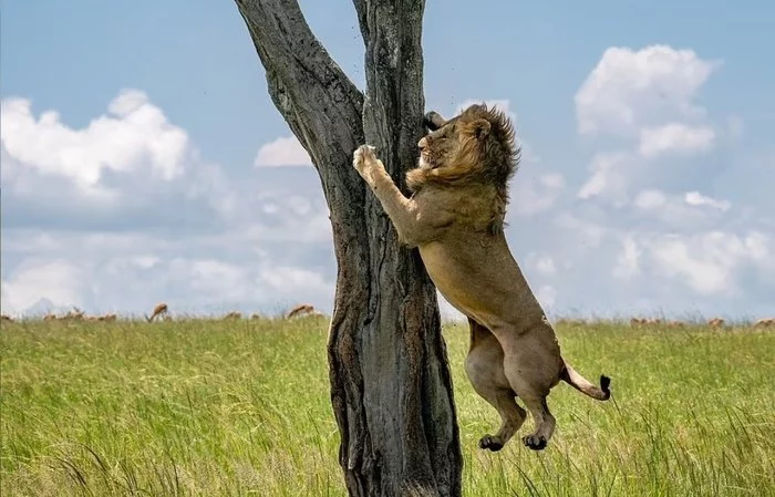 The lion was so frightened of the buffaloes that he sat on a tree for an hour until they left. - a lion, Big cats, Cat family, Buffalo, Hunting, Curiosity, Africa, Kenya, , Interesting, Longpost, Masai Mara, Reserves and sanctuaries