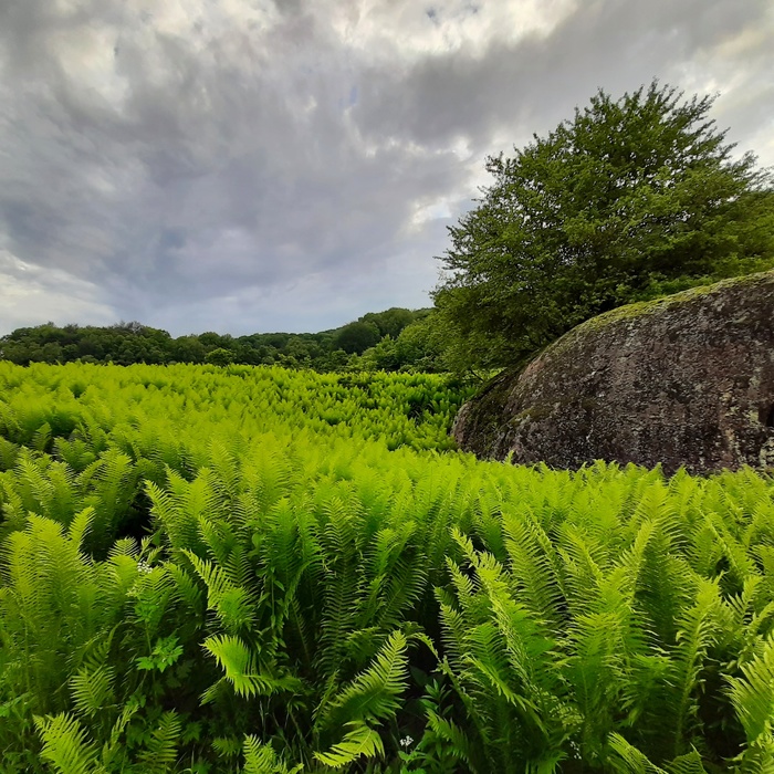 Озеро папоротника