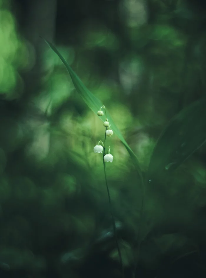 harbinger of summer) - My, Spring, Forest, Flowers, Lilies of the valley, Canon, Pentacon