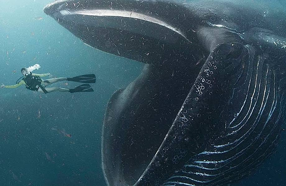 Черная живет в воде. Гигантский кит. Погружение кашалота. Самые большие киты.
