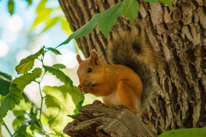 Songs are not sung, but nuts are gnawed - My, Squirrel, Wild animals, Photo hunting