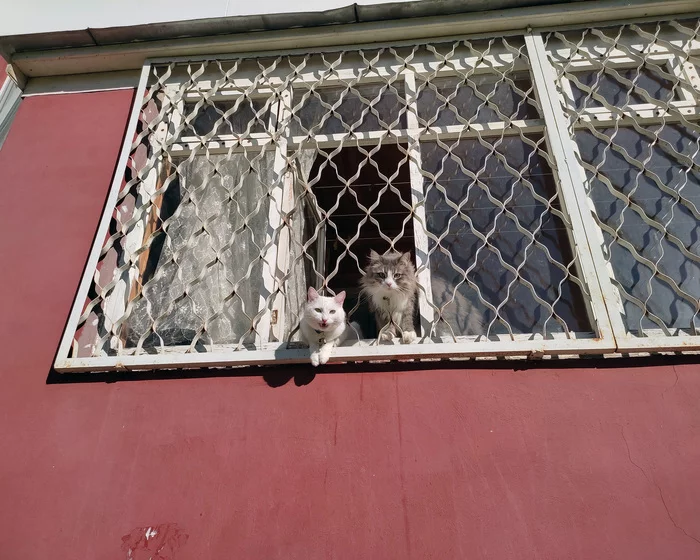 Quarantined - My, Milota, cat, Balcony