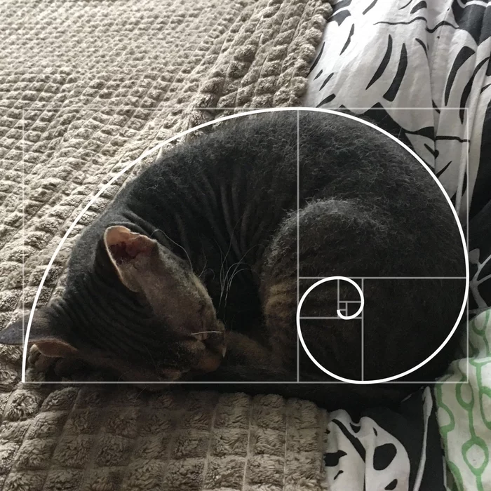 The Fibonacci sequence proves cats are perfect - My, cat, Fibonacci spiral
