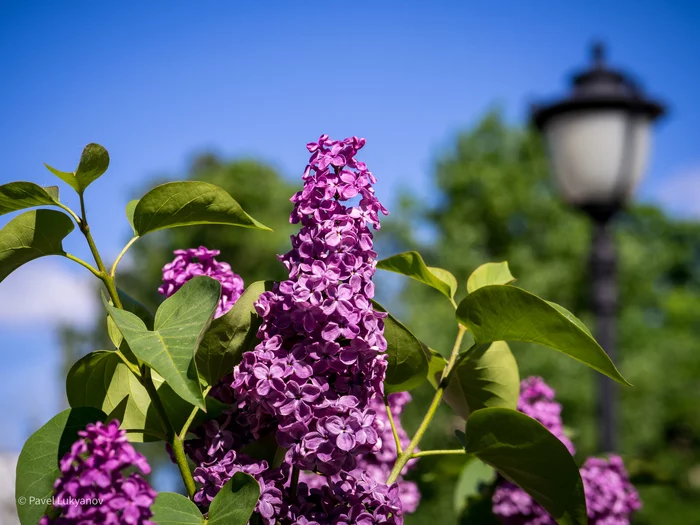 The lilac has faded, but the photos remain)) - My, Russia, Moscow, Lilac, Olympus, Olympus OMD em-10 Mark II, The photo, Photographer, Bloom, , Flowers