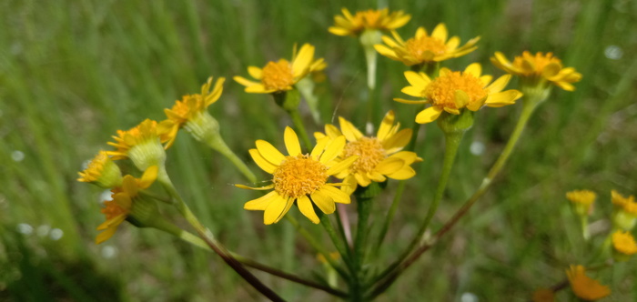 Полевые незатейлевые цветочки