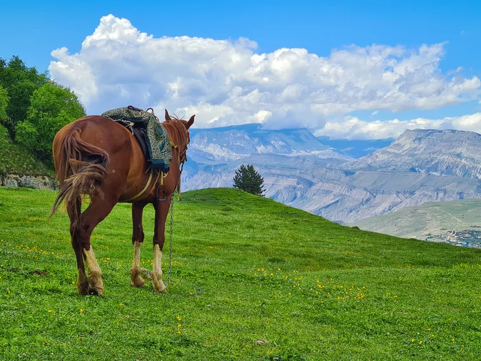 looking into the distance - My, Horses, Dagestan, The mountains, Mobile photography