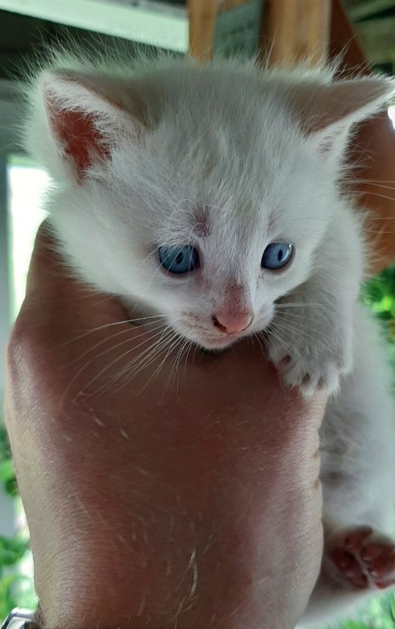 ....по имени Василёк