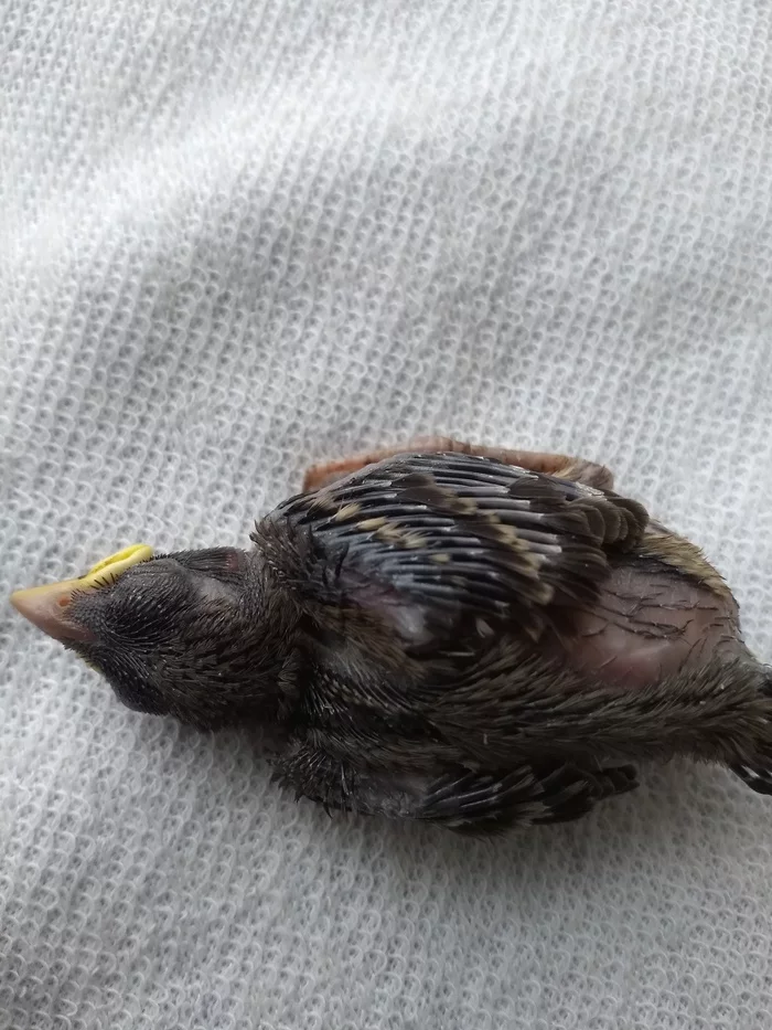 Who is this and what should I do with him? - Foundling, Ornithology League, Help, Chick, SOS, No rating, Longpost