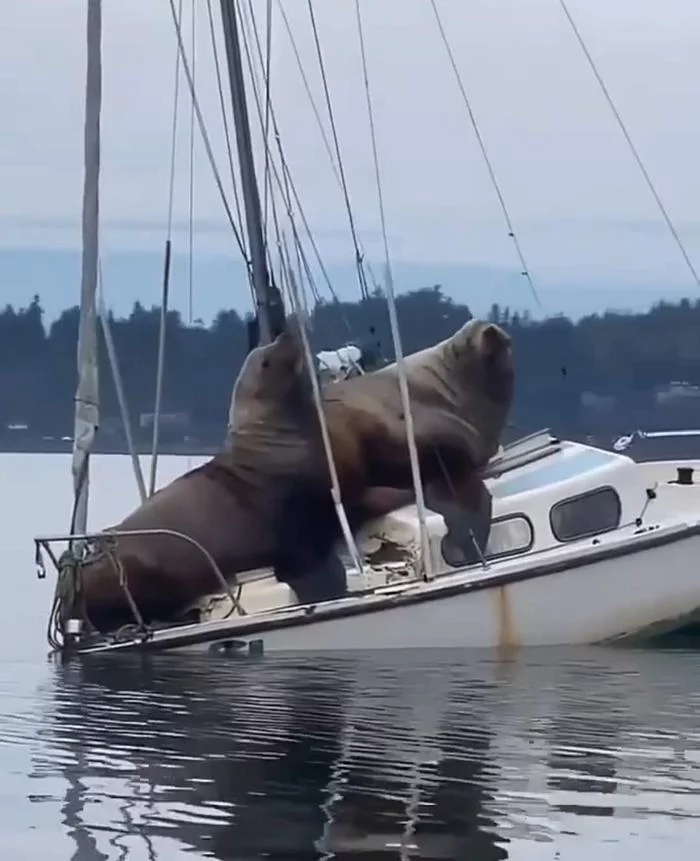 Well, we swam... - Sea lion, Sea lions, Mammals, Boat, The photo