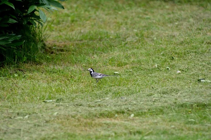 Birds protecting the garden - My, The photo, Birds, Garden, Protection, Ornithology, Longpost