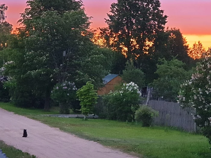 sunrise - cat, Village, Sunrise