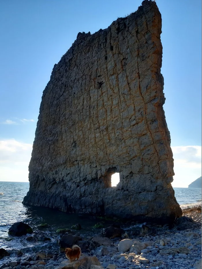 Random frame - My, Mobile photography, Dog, Accident, Rock Sail, Black Sea, Praskoveevka