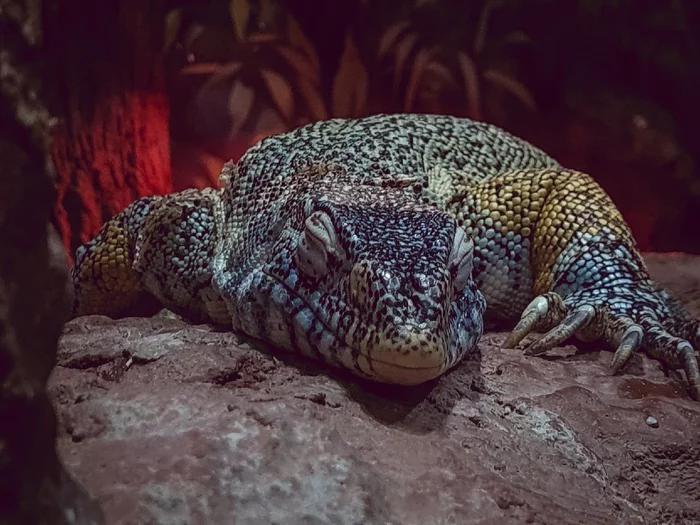 Nile monitor - Monitor lizard, Reptiles, Tula, Animals