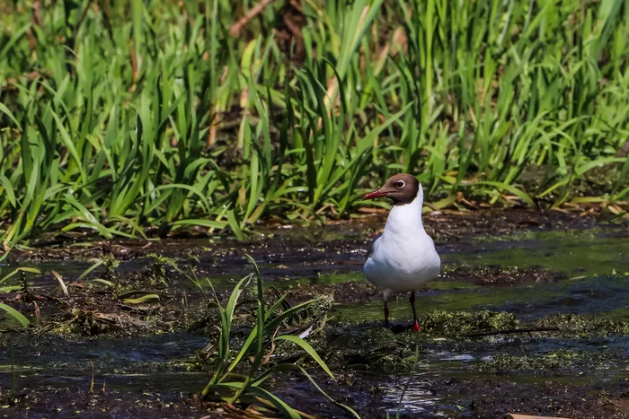 Gull - My, The photo, Ornithology League, Seagulls, Birds