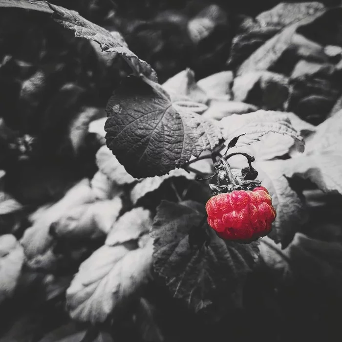 Ripe garden raspberries - My, Raspberries, Garden, Black and white