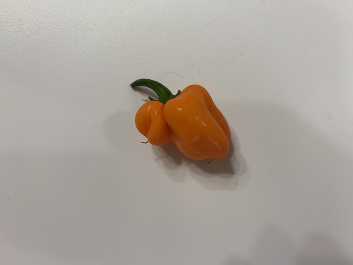 Что такое ghost pepper. Смотреть фото Что такое ghost pepper. Смотреть картинку Что такое ghost pepper. Картинка про Что такое ghost pepper. Фото Что такое ghost pepper
