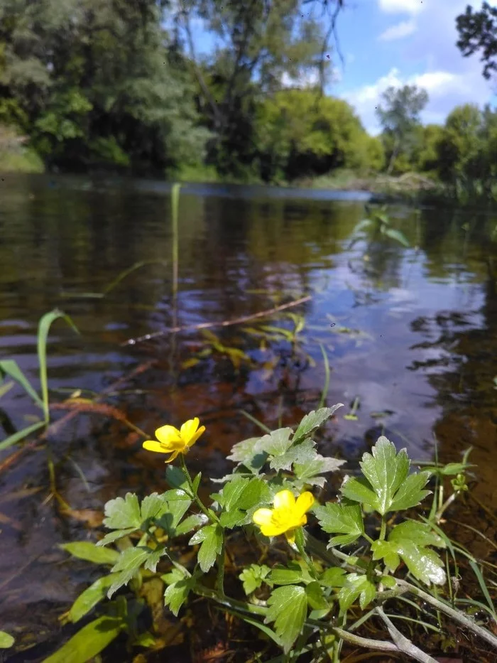 On the canal in the Brest Fortress - Republic of Belarus, Brest Fortress, Flowers