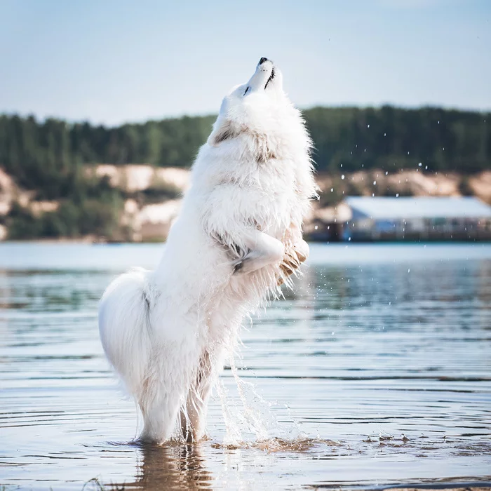 Miracle Yudo fish-dog! - My, Dog, Samoyed, Summer, Pets, Bathing