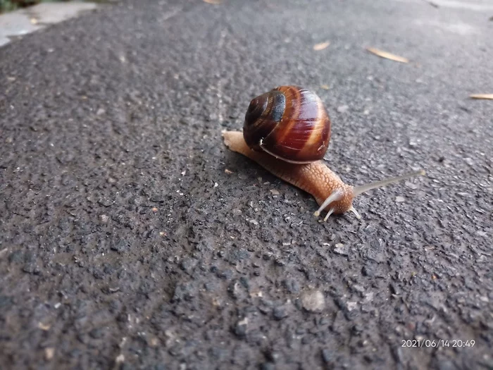 Went home from work in the evening - My, Snail, Animals, Longpost