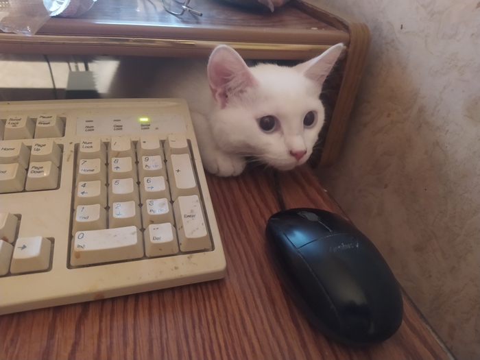 Кошка ловит мышку