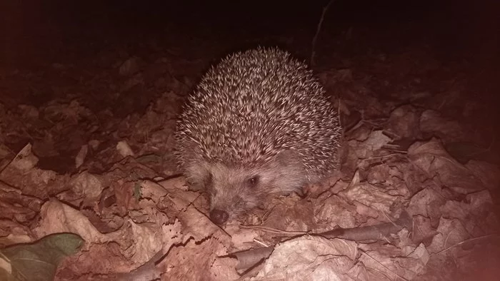 Nate the hedgehog in your feed - My, Hedgehog, Ufa, Milota, Video