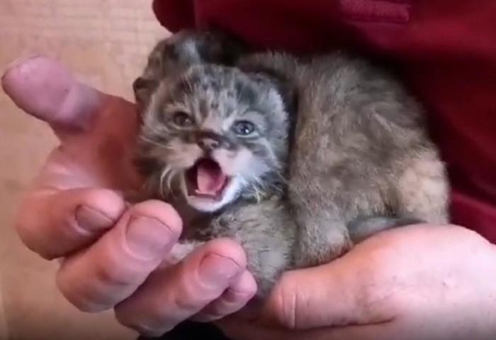 Manul kittens are nurtured by residents of Buryatia - Pallas' cat, Small cats, Cat family, Milota, Kittens, Buryatia, Animal Rescue, Video, Interesting