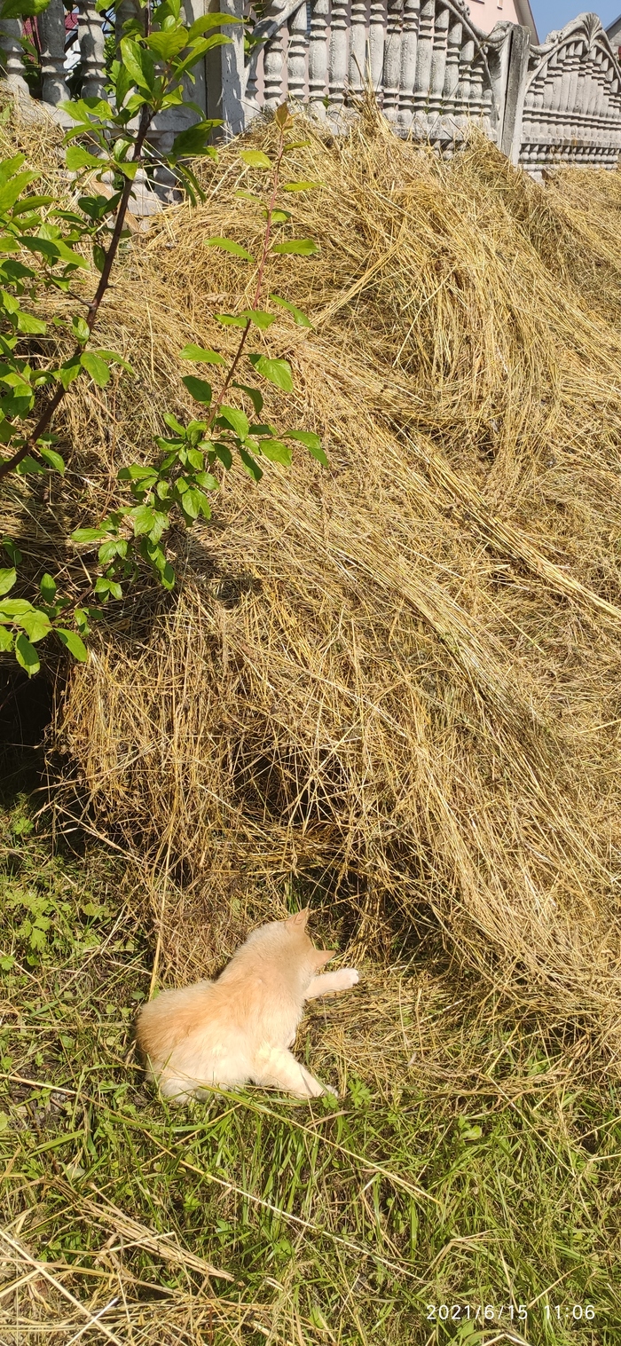 На сене | Пикабу