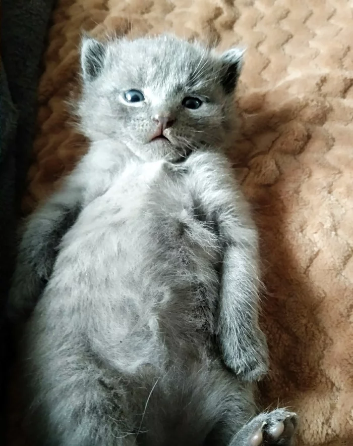 Puzatik - My, cat, Milota, Pot-bellied, Kittens, Fluffy