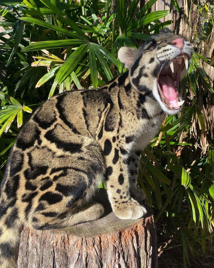 Good morning))) - Leopard, Clouded leopard, Big cats, Cat family, Milota, Onlooker, Australia, Reserves and sanctuaries, , The photo, Animals, Predator, Good morning, Longpost, Wild cat center, Predatory animals