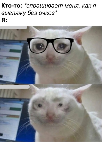 Better with glasses - Glasses, Appearance, A life, Picture with text, Memes, Humor, cat